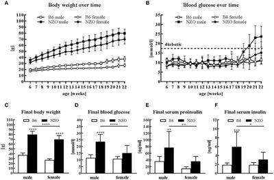 Sex Differences in Cardiac Mitochondria in the New Zealand Obese Mouse